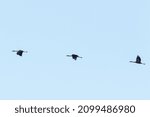 Cranes coming back in the spring
