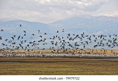 Cranes, Flight, Valley, Hula,