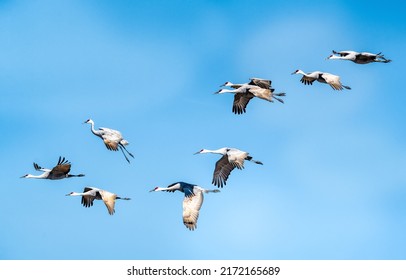 Cranes are flying in the sky. Crane flock in sky. Flying cranes in blue sky. Cranes in sky