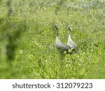cranes in the meadow