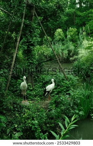 The cranes in Shanghai Zoo in a lush green environment near a pond
