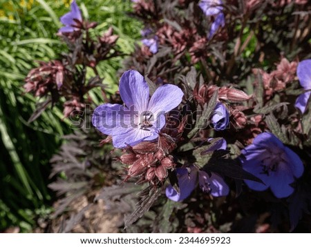 Cranesbill (Geranium himalayense) 'Midnight rider' flowering with large, iridescent, blue to blue-violet flowers with darker veins complemented by a backdrop of red-bronze foliage in the summer