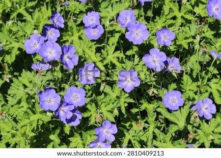 Cranesbill (Geranium 'Rozanne') in bloom.