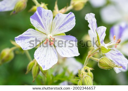 Cransbill Geranium pratense 'Splish-splash' in flower