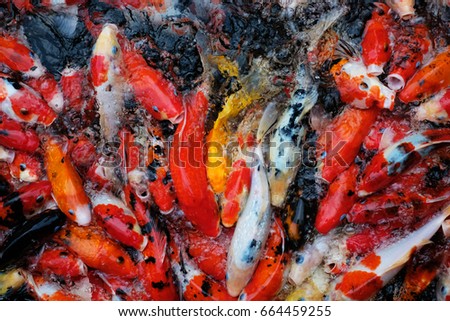 Twilight In Koi Pond >> Crap Fish Koi Fish Water Pool Stock Photo Edit Now 664459255 Twilight In Koi Pond >> Crap Fish Koi Fish Water Pool Stock Photo Edit Now 664459255
