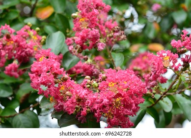 Crape Myrtle