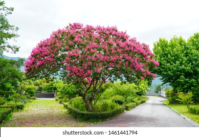 Crape Myrtle Is A Beautiful Korean Garden