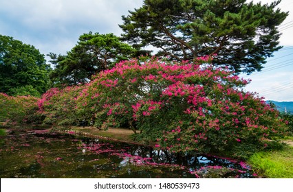 Crape Myrtle blooming in a small lake