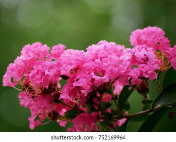 crape myrtle (crepe myrtle) flowers, closeup with green bokeh background
