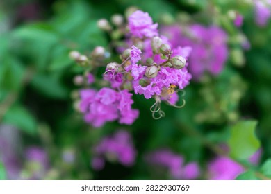 Crape Myrtle Flower Cluster Surrounded by Soft Natural Bokeh
