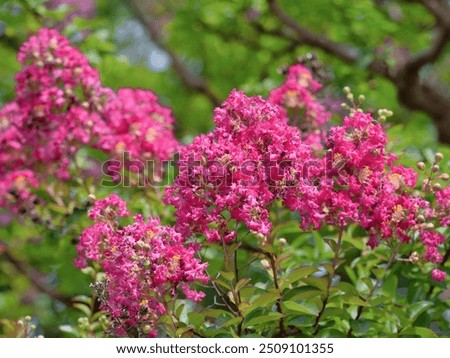 Crape myrtle flowers in full bloom