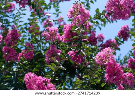 crape myrtle, Sky, Summertime, Tree