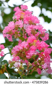 Crapemyrtle