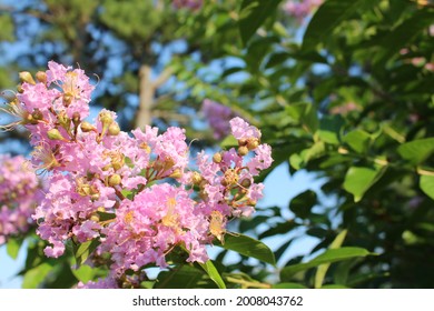 Crapemyrtle Flowering Tree Inflorescence Pink 