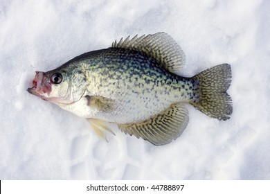 crappie caught ice fishing laying on the ice