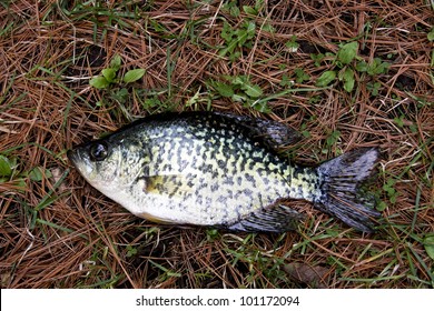 crappie fish close up laying on a bed of pine needles and leaves