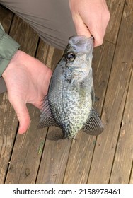 Crappie Fishing Catch and Release