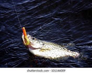 crappie hooked and being reeled in with orange bait in it's mouth