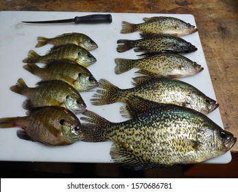 crappie and panfish ready to eat