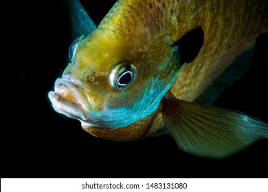 A crappie swimming underwater in a lake