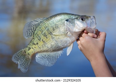 Crappie White Perch Live Fish