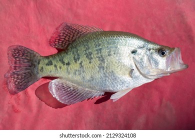 Crappie White Perch Live Fish