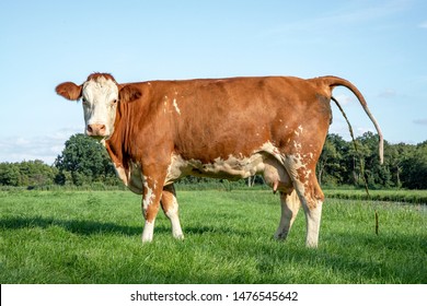Crapping cow. Pooping with the tail up, dung making brown and white cow in a pasture.