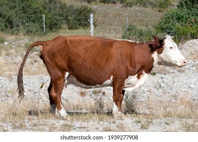 Crapping cow. Pooping with the tail up, dung making brown and white cow.