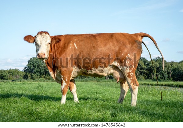 手を叩く牛 しっぽを上げてフンをし 牧草地で茶色と白の牛を作る の写真素材 今すぐ編集