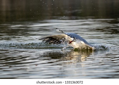 Crash Landing As A Seagull Lands On Water