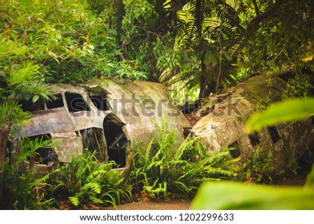 Crashed plane in the rainforest