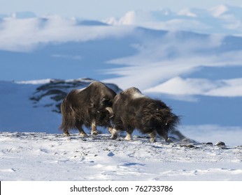 Crashing Musk Oxen Bulls