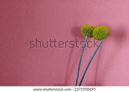 Similar – Image, Stock Photo Craspedia