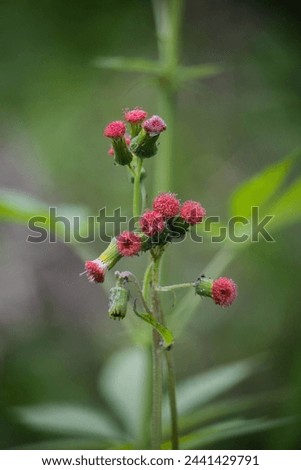 crassocephalum crepidioides, also called ebolo, thickhead, redflower ragleaf, or fireweed.
