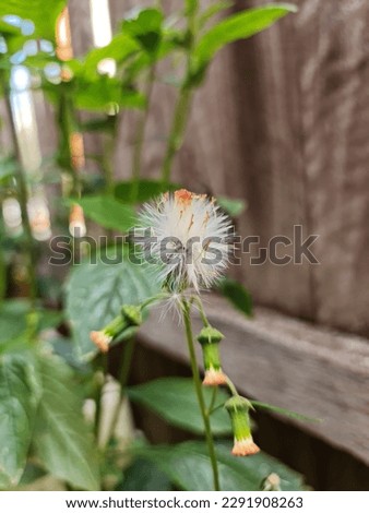 Crassocephalum Crepidioides flower. Redflower ragleaf, or fireweed. Each flower sending off approximately 150 wind-blown seeds.