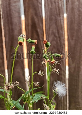 Crassocephalum Crepidioides flower. Redflower ragleaf, or fireweed. Each flower has approximately 150 wind-blown seeds.