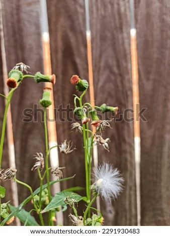 Crassocephalum Crepidioides flower. Redflower ragleaf, or fireweed. Each flower has approximately 150 wind-blown seeds.