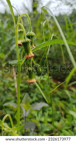 Crassocephalum crepidioides, also called ebolo, thickhead, redflower ragleaf, or fireweed