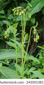 Crassocephalum crepidioides or sintrong, redflower ragleaf, ebolo, fireweed