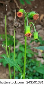 Crassocephalum crepidioides or sintrong, redflower ragleaf, ebolo, fireweed