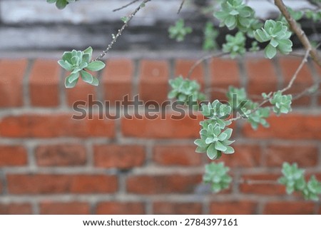 Crassula browniana trailing branches with tiny hairy opposite leaves against red brick wall, Huashan 1914, Zhongzheng District, Taipei, Taiwan, afternoon light, brick weathering upper left.