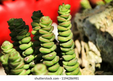 Crassula Connata, Sand Pygmyweed Plant In The Garden Under The Sun