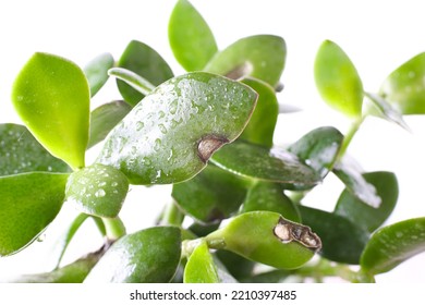 Crassula houseplant, leaf disease, brown spots, macro, white background - Powered by Shutterstock