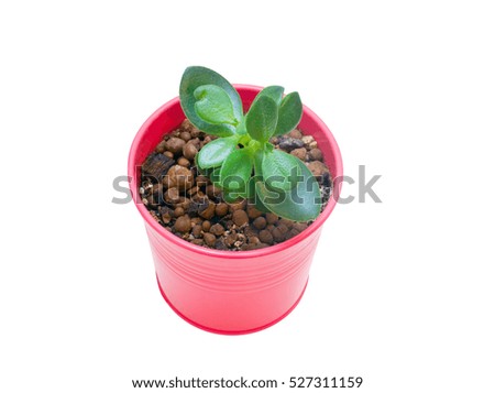 Crassula (money tree) in vivid pot isolated on white background, top view