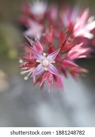 Crassula Multicava Lem, Cape Province Pygmyweed