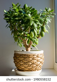 Crassula ovata, commonly known as jade plant, lucky plant, money plant or money tree, is a succulent plant.