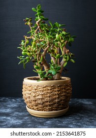 Crassula ovata, commonly known as jade plant, lucky plant, money plant or money tree, is a succulent plant. It is common as a houseplant worldwide. Wicker pot. Grey and black background.