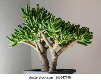 Crassula Ovata Gollum. Bonsai Style. 