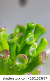 Crassula Ovata Gollum Succulent Plant