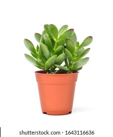 Crassula Ovata or Jade plant in brown pot on white background. succulent plant.